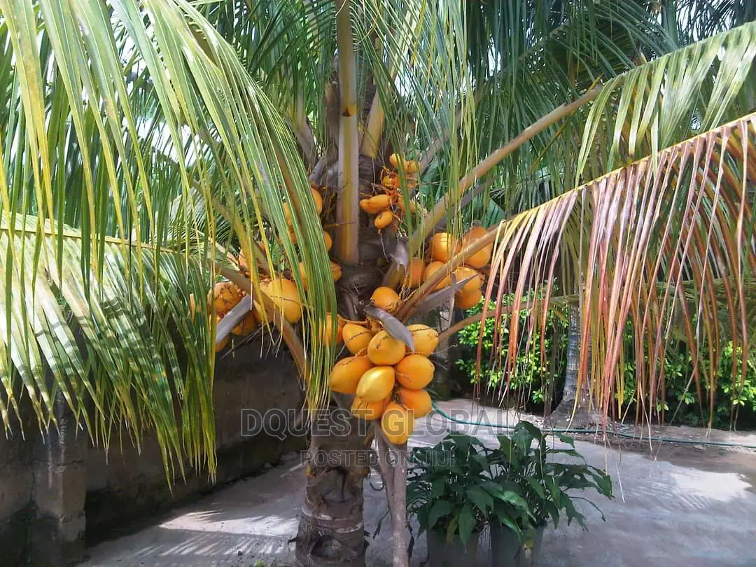 Dwarf And Hybrid Coconut Seedlings
