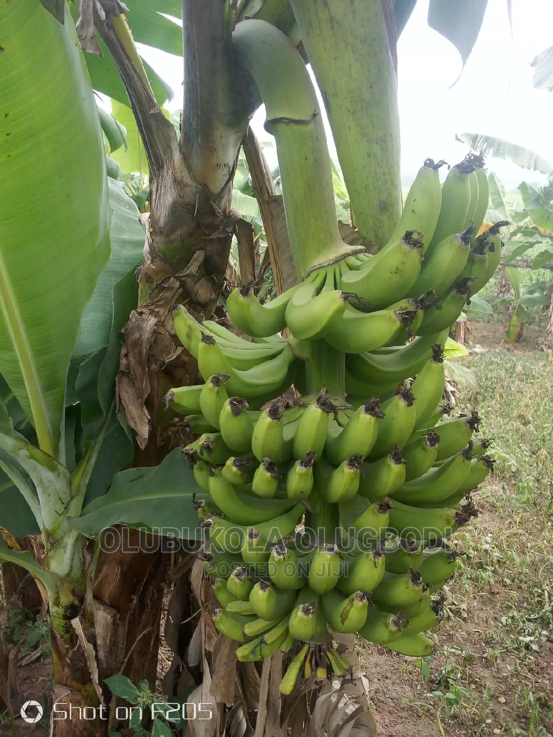 Sweet Banana