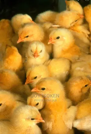 Livestock Available in Benin