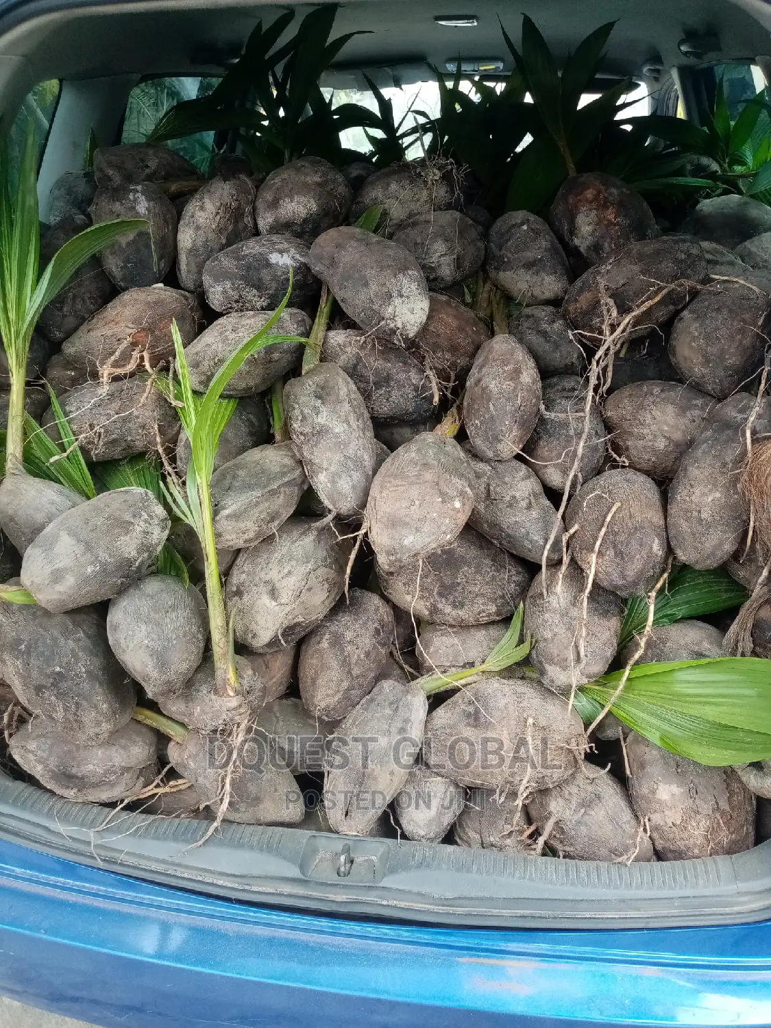 Dwarf And Hybrid Coconut Seedlings