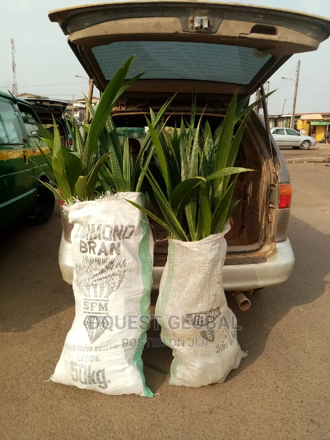 Dwarf And Hybrid Coconut Seedlings
