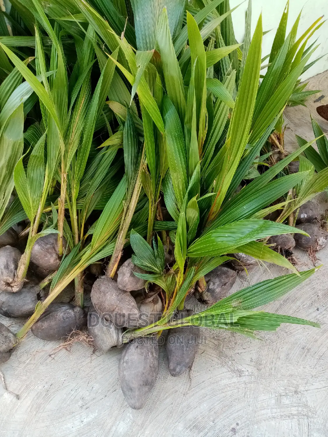 Dwarf And Hybrid Coconut Seedlings