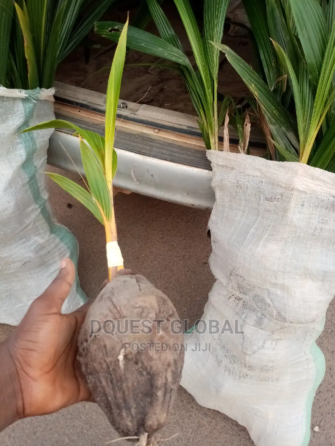 Dwarf And Hybrid Coconut Seedlings