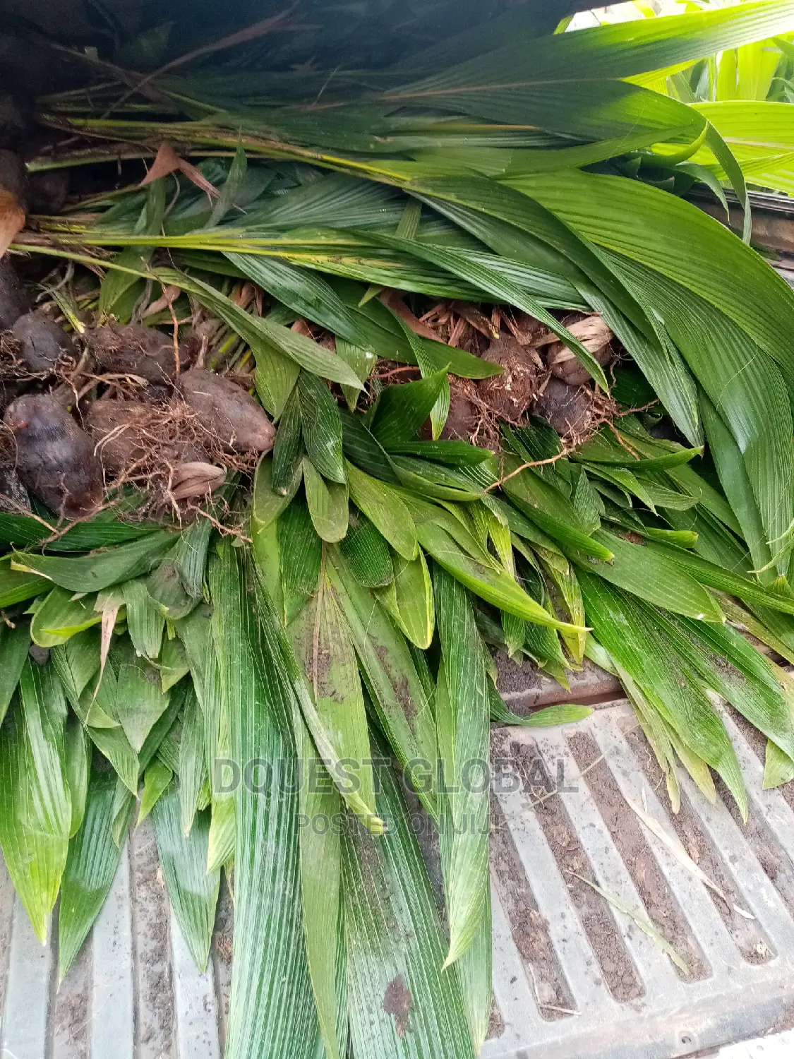 Dwarf And Hybrid Coconut Seedlings