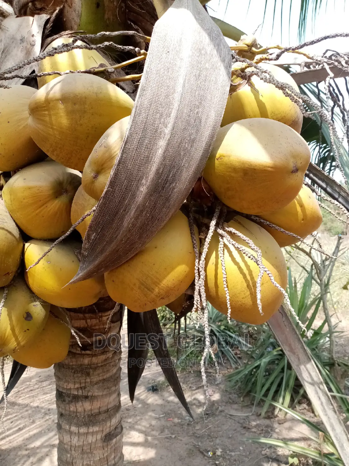 Dwarf And Hybrid Coconut Seedlings