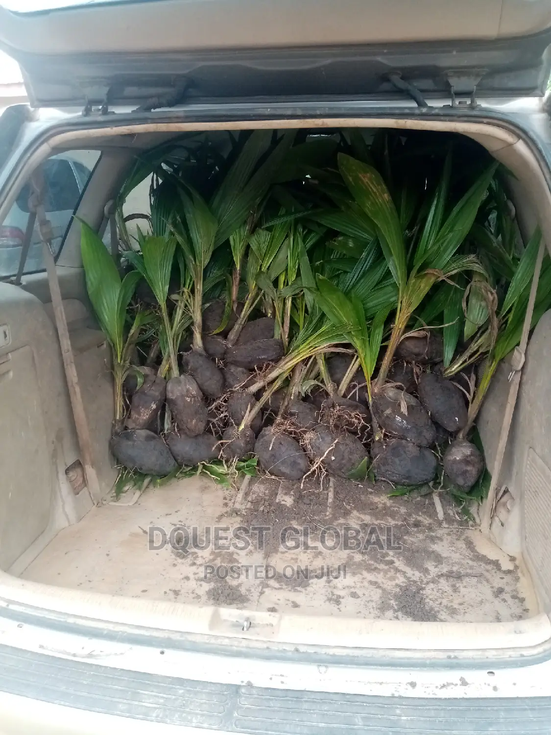 Dwarf And Hybrid Coconut Seedlings