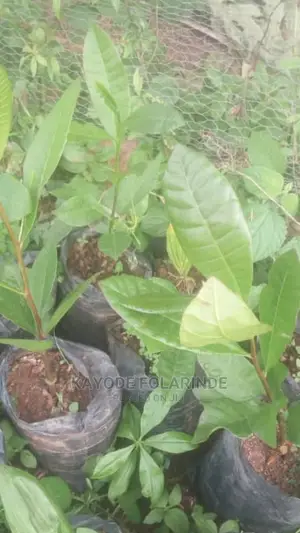 Cashew Seedlings