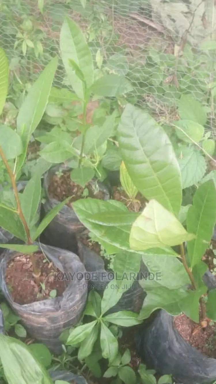 Cashew Seedlings