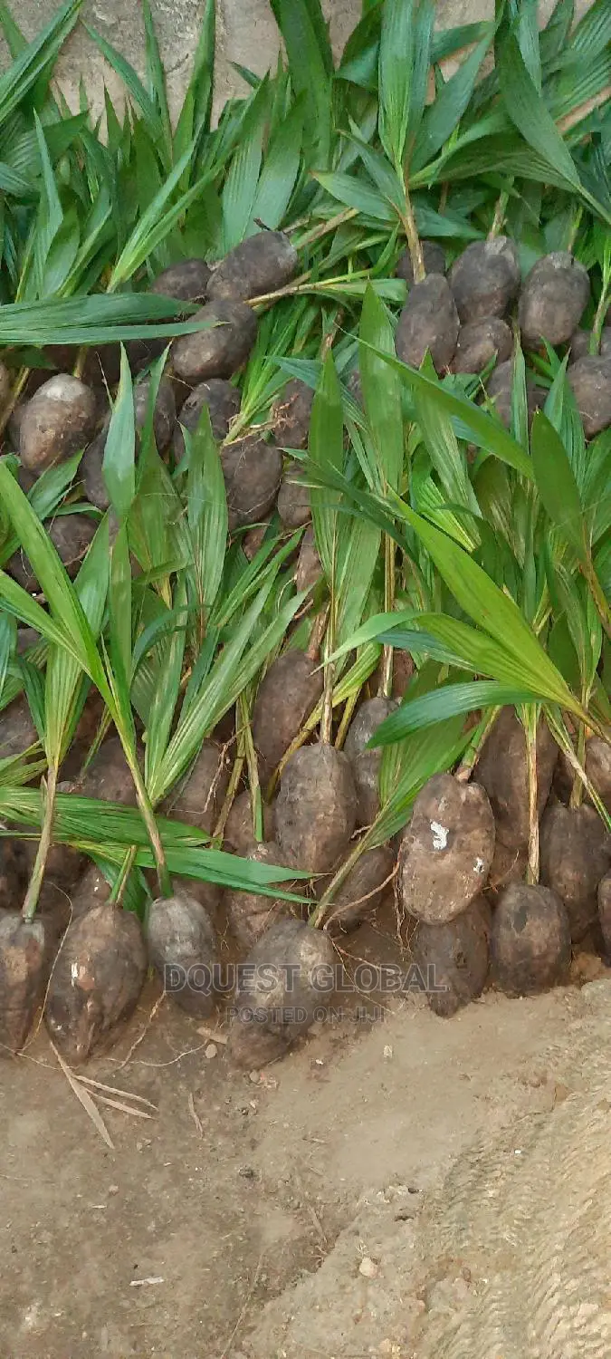 Dwarf And Hybrid Coconut Seedlings