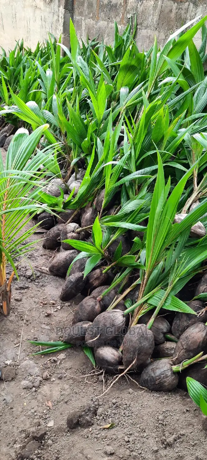 Dwarf And Hybrid Coconut Seedlings