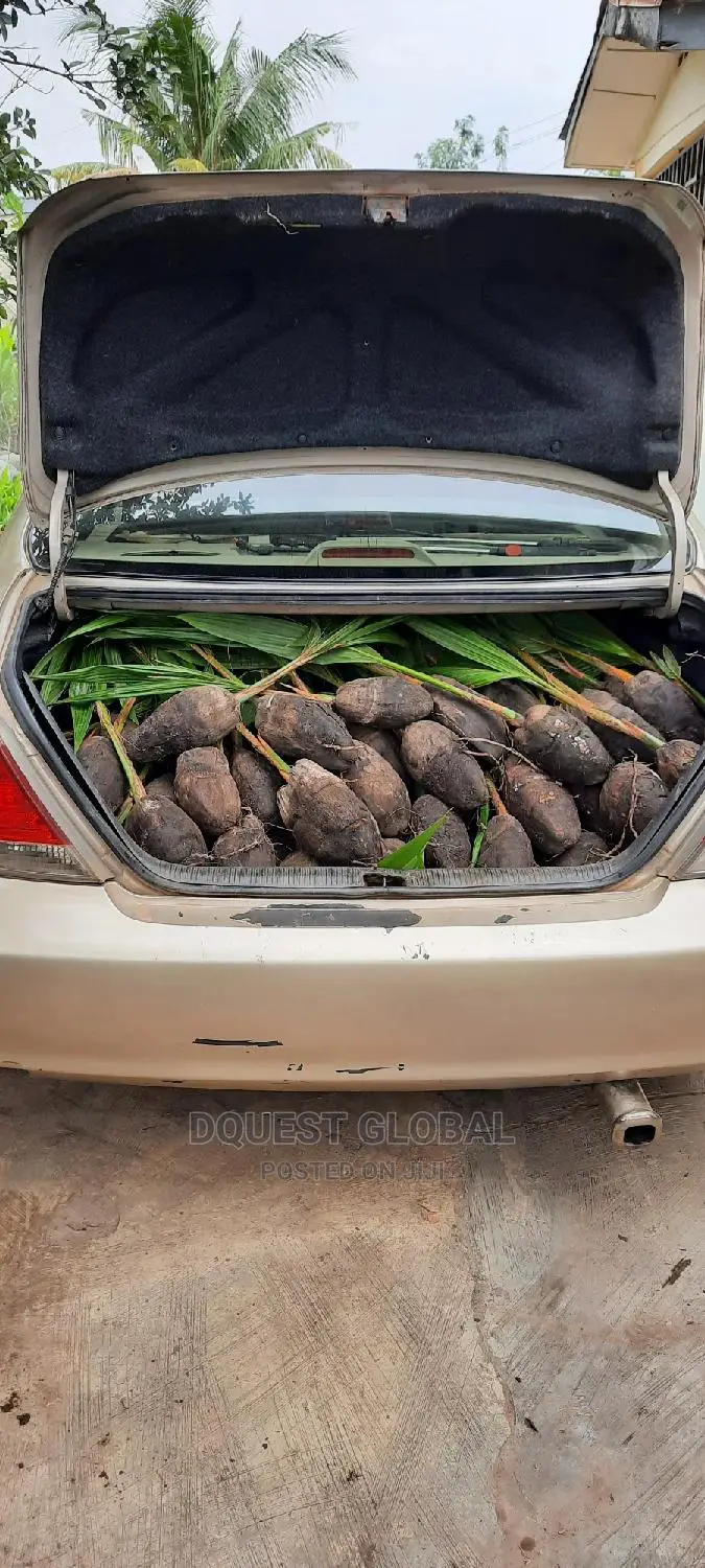 Dwarf And Hybrid Coconut Seedlings