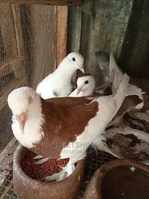 Lahore Pigeons For Sale