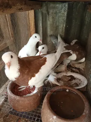 Lahore Pigeons For Sale