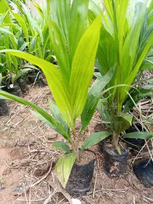 Special Agric Tenera Variety Oil Palm Tree Seedlings