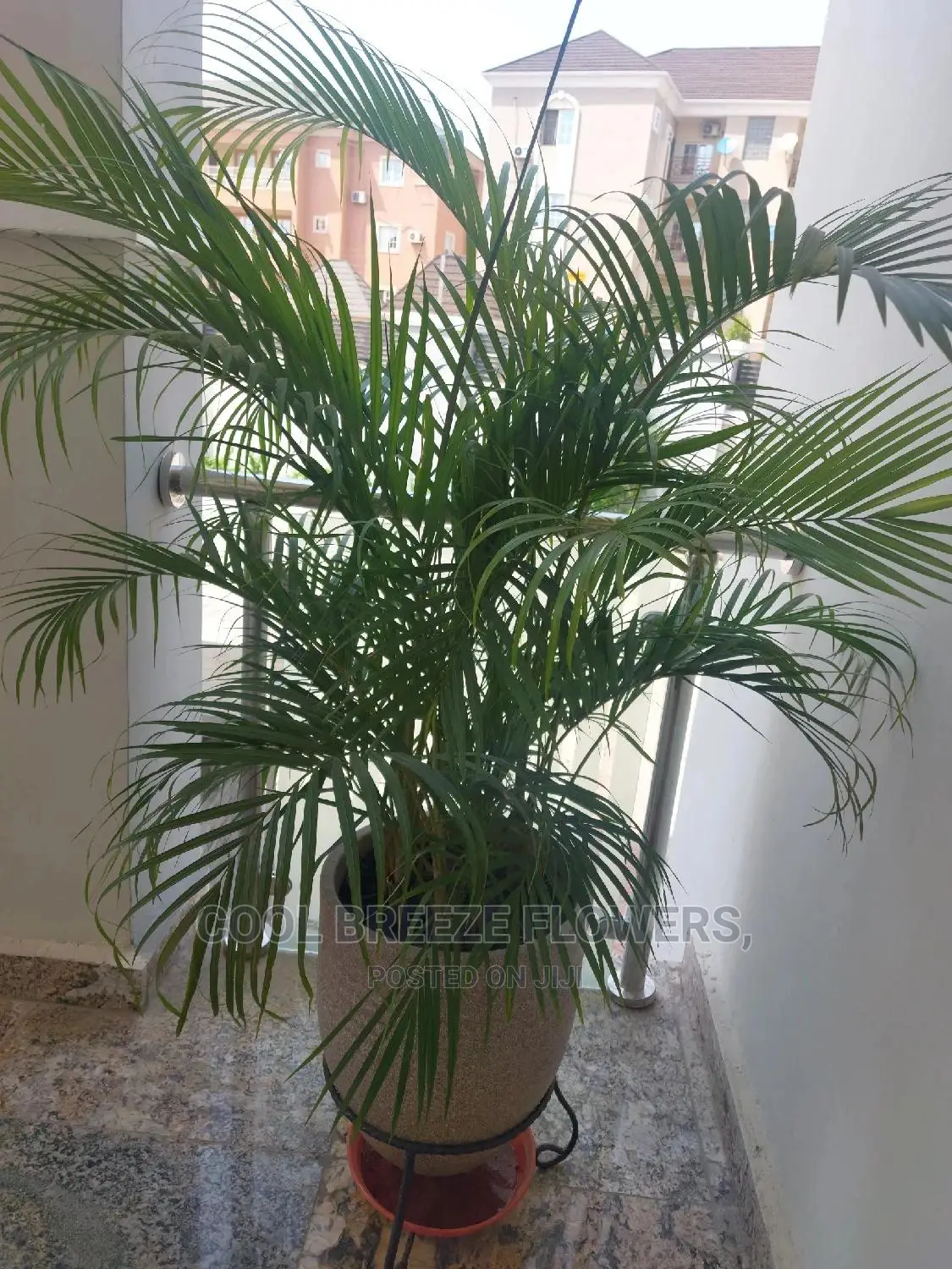 Air Purifying Poted Plants