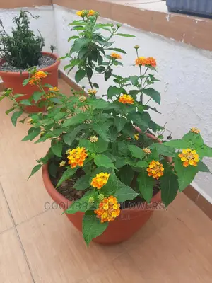 Quality Poted Flowers Available at Affordable Prices