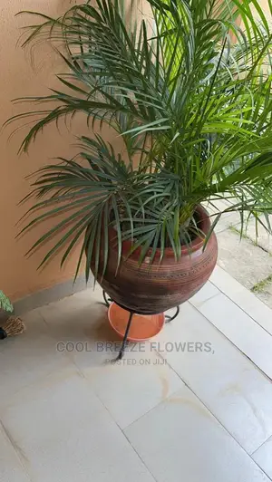 Outdoors Plants Beautification