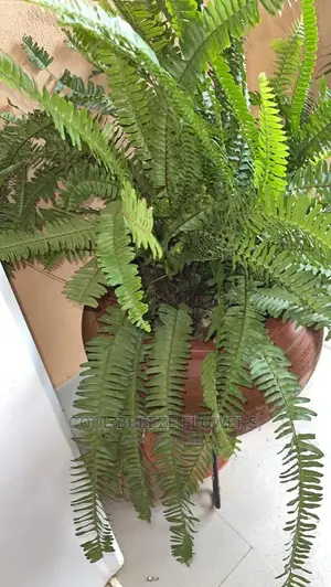 Outdoors Plants Beautification