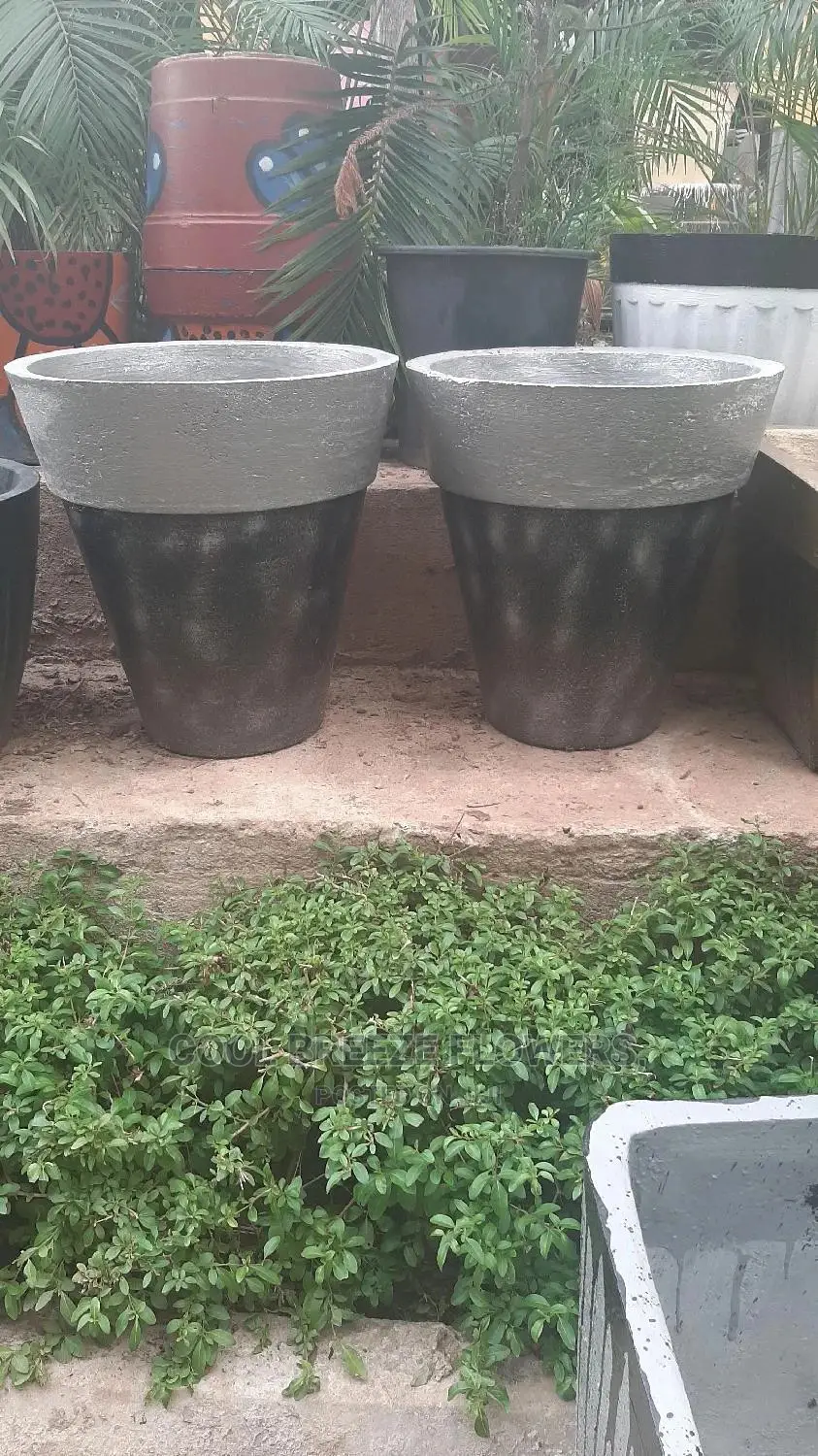 Quality Poted Flowers Available at Affordable Prices
