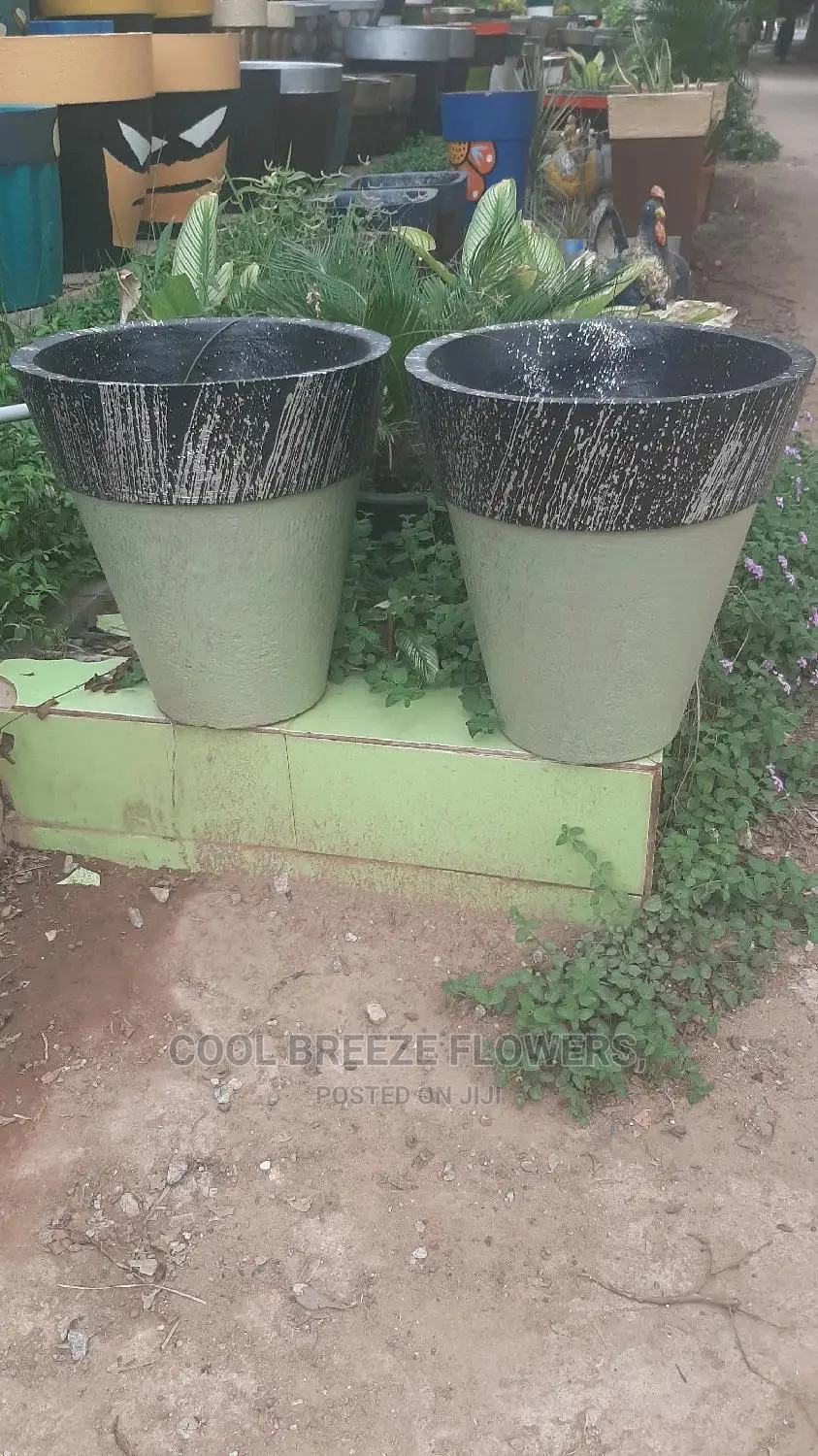 Quality Poted Flowers Available at Affordable Prices