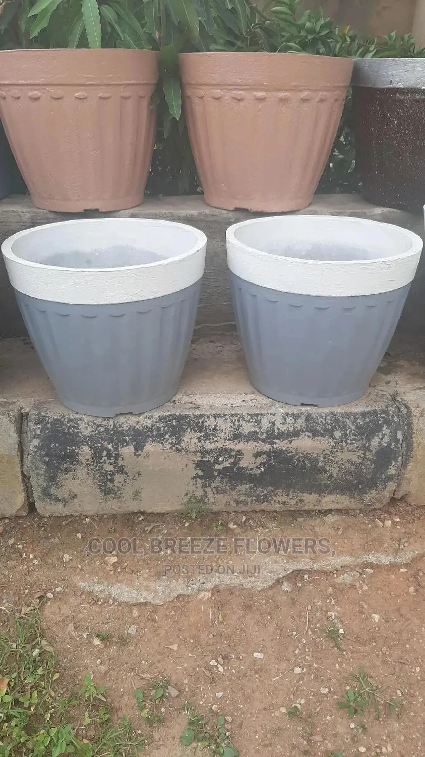 Quality Poted Flowers Available at Affordable Prices