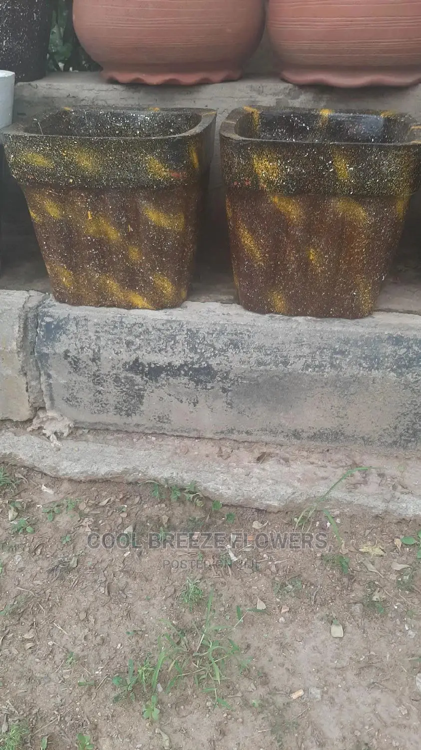 Quality Poted Flowers Available at Affordable Prices