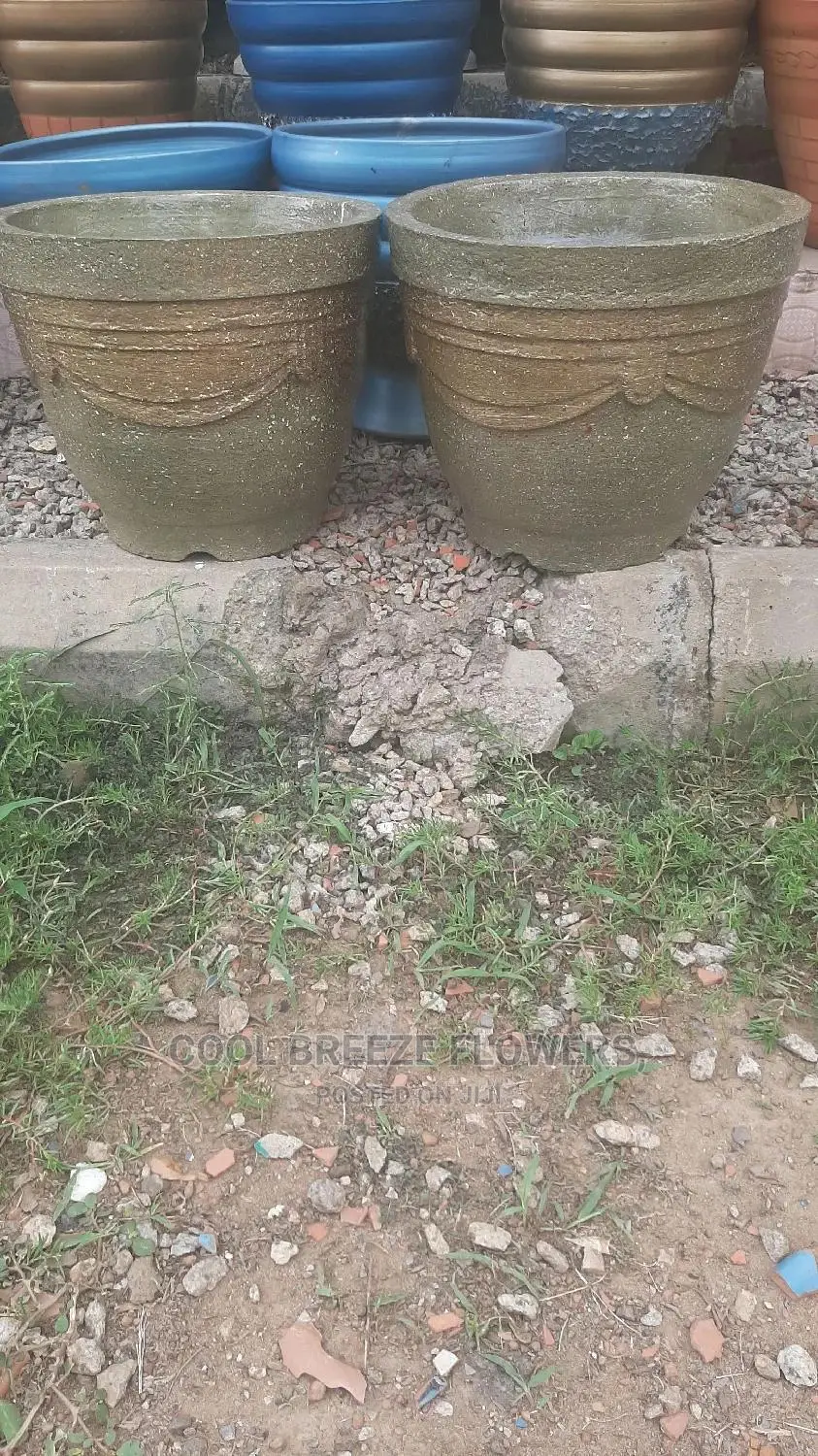 Quality Poted Flowers Available at Affordable Prices