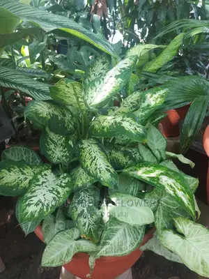 Healthy Flowers for Beautification of Your Environment