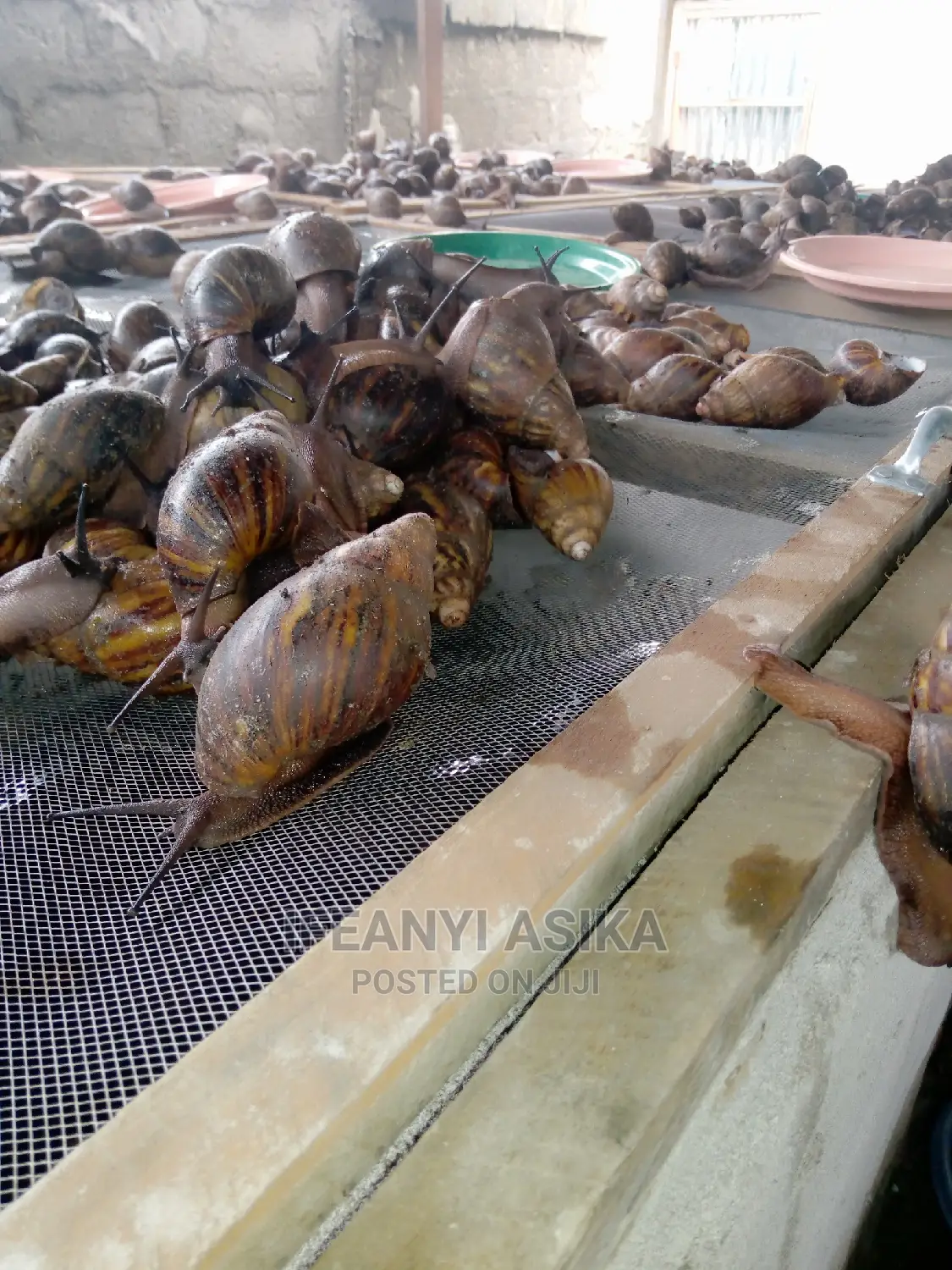 Portharcourt Practical Snail Farming Training