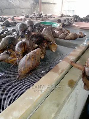 Portharcourt Practical Snail Farming Training