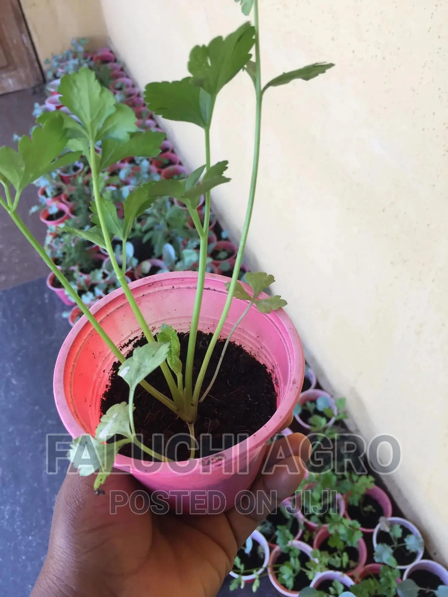 Celery Seedlings