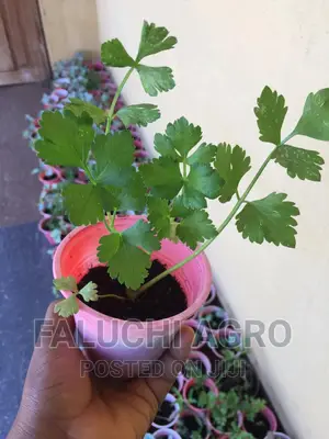 Celery Seedlings