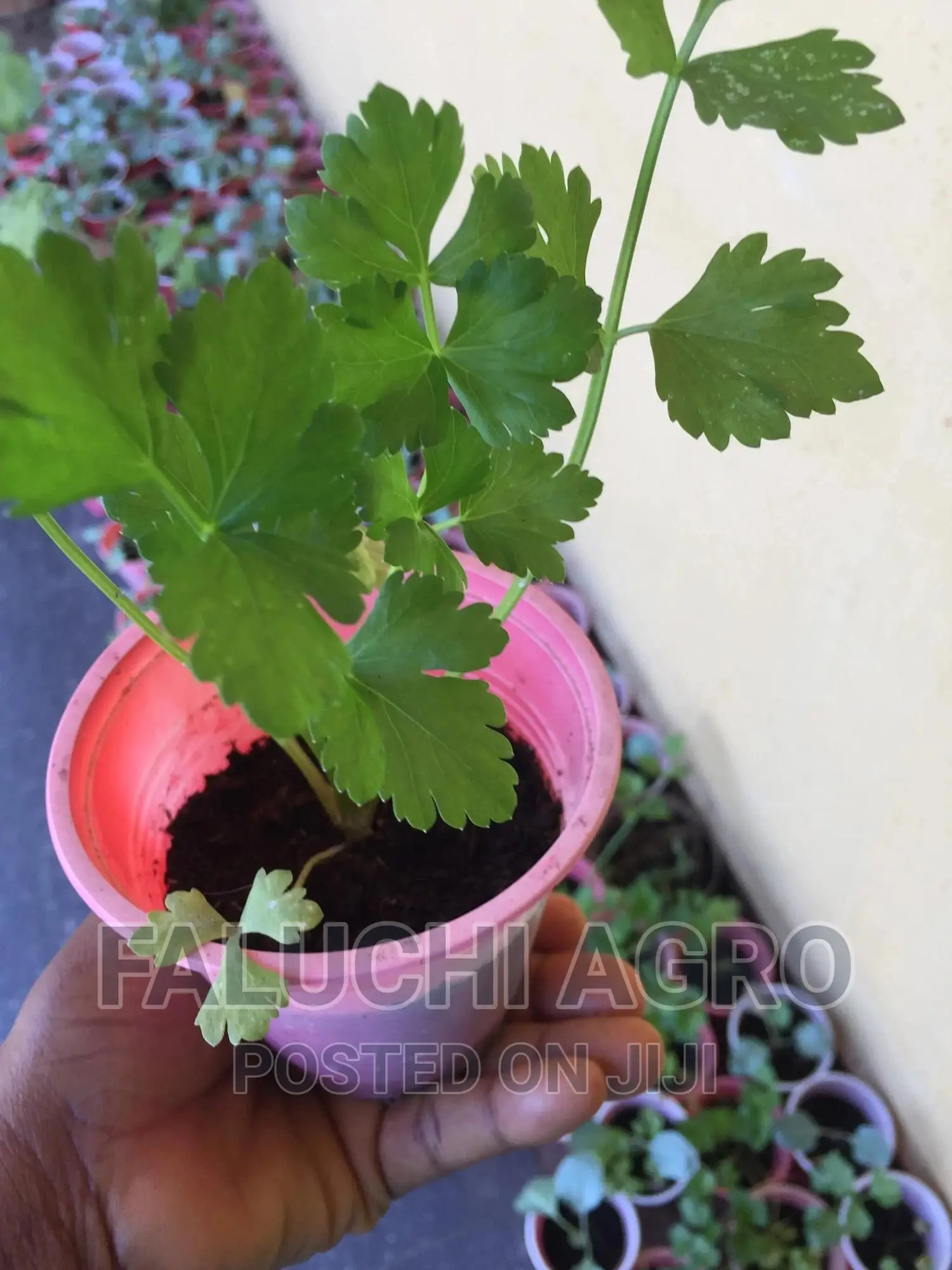 Celery Seedlings