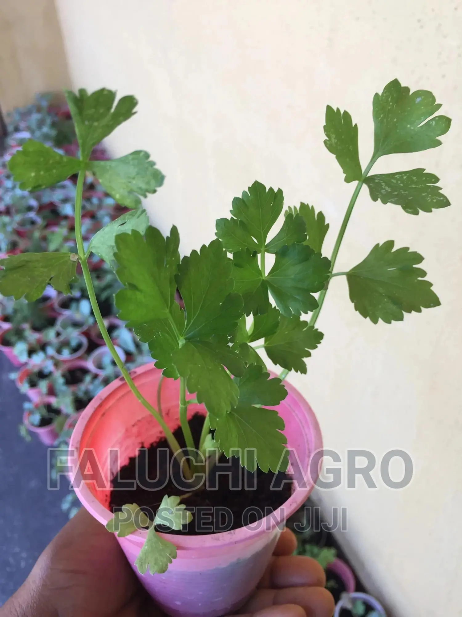 Celery Seedlings
