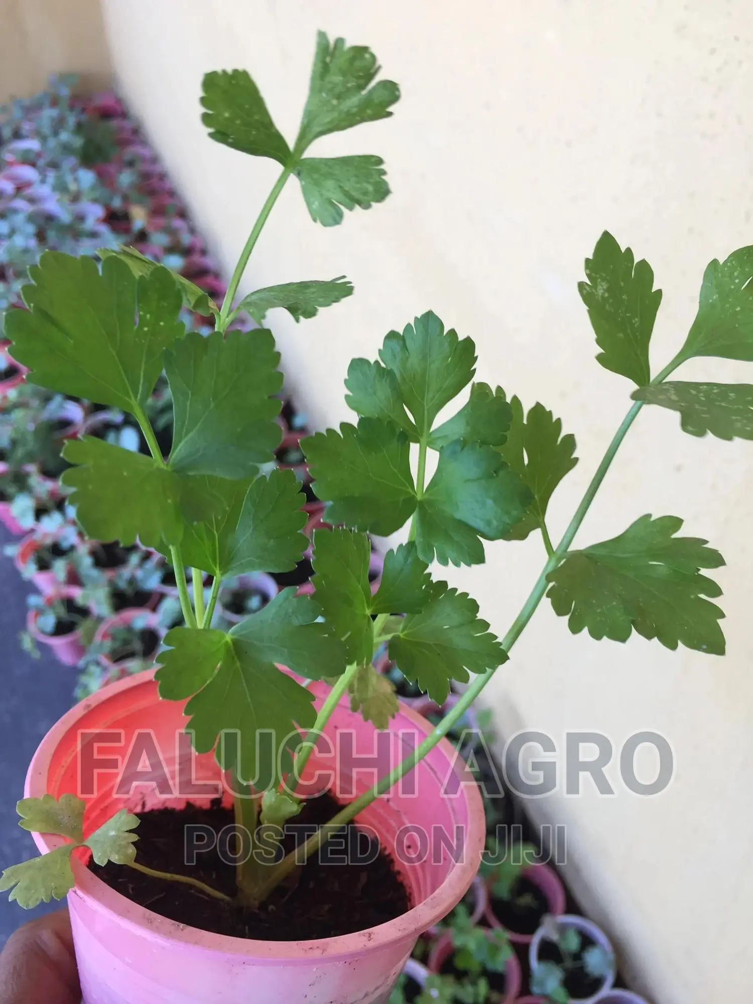 Celery Seedlings
