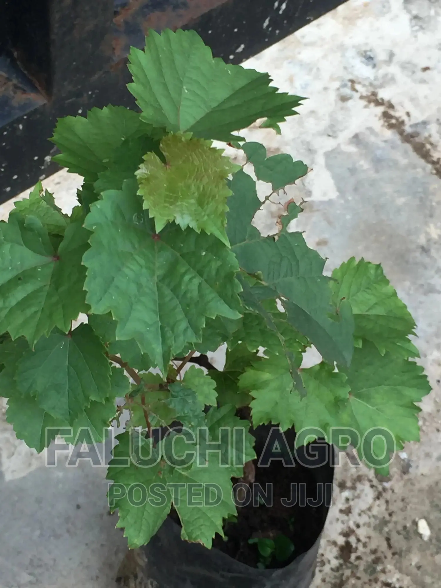 Hybrid Grafted Grapevine Seedlings
