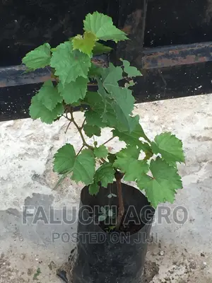 Hybrid Grafted Grapevine Seedlings