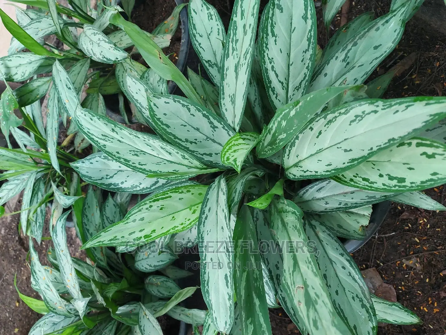Airpurifying Flowers