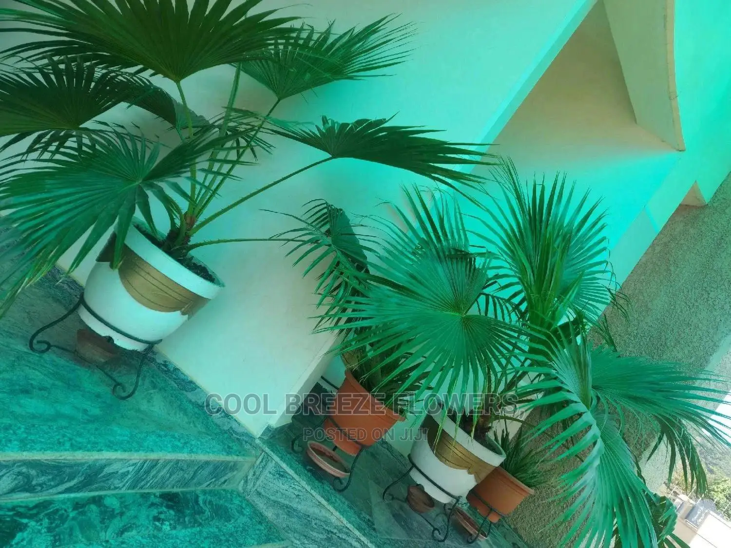 Airpurifying Flowers