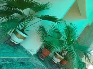 Airpurifying Flowers