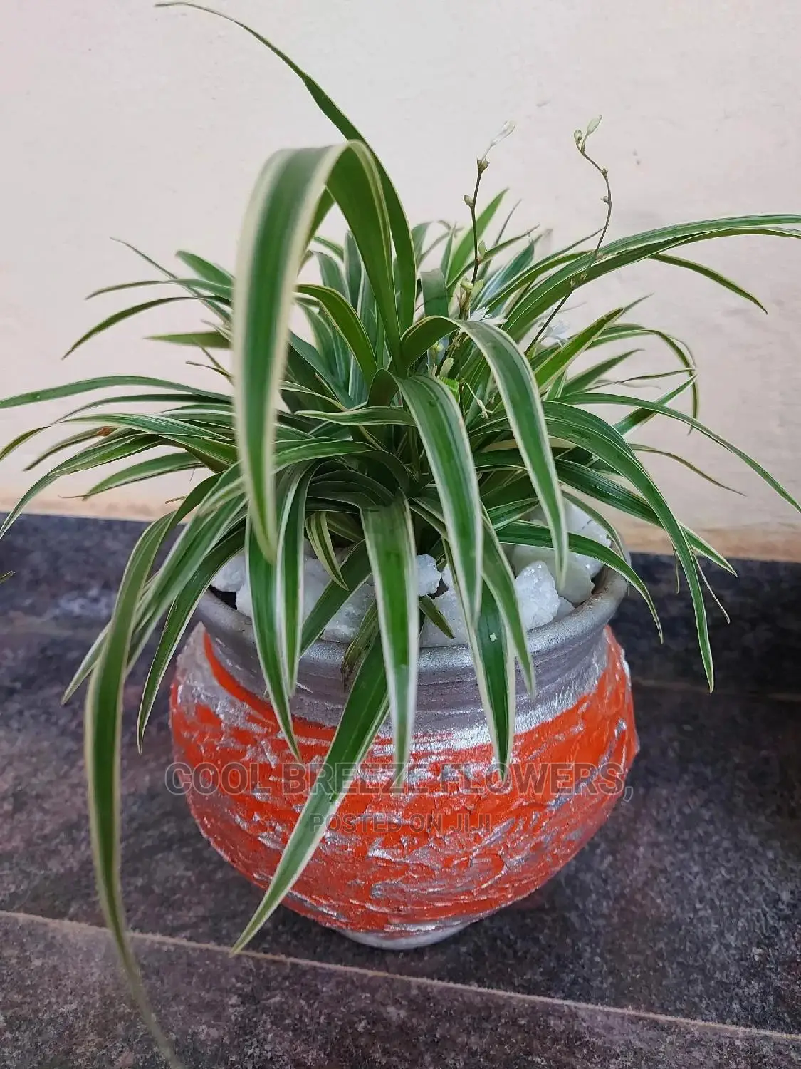 Airpurifying Flowers