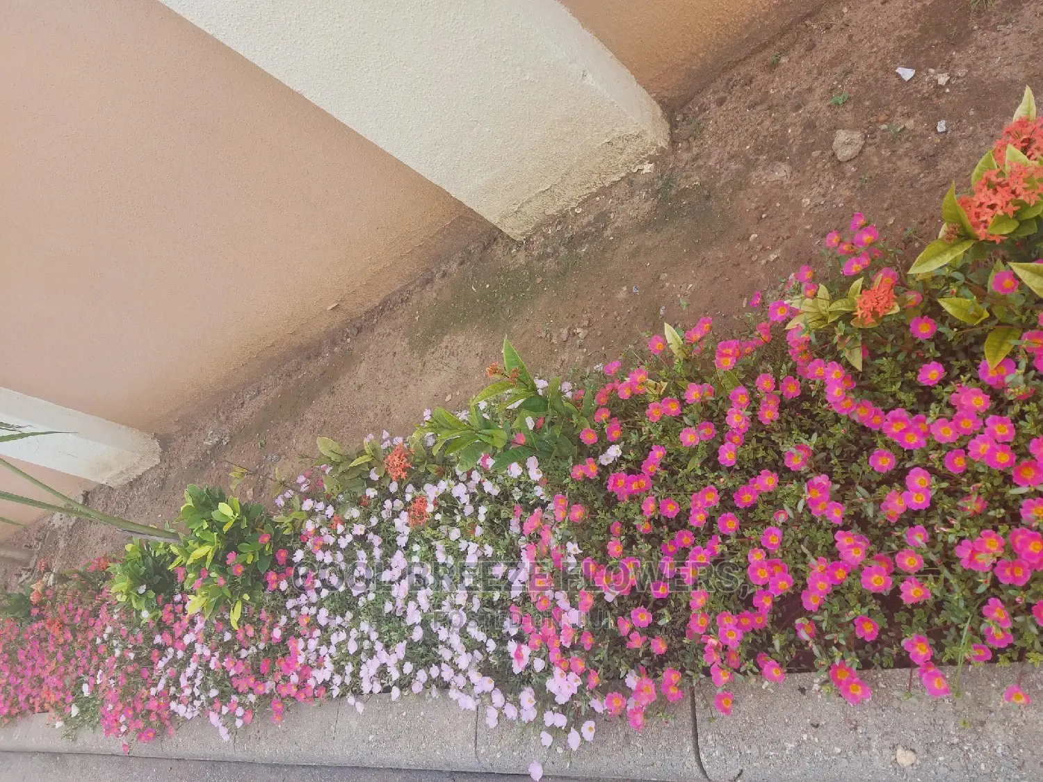 Airpurifying Flowers