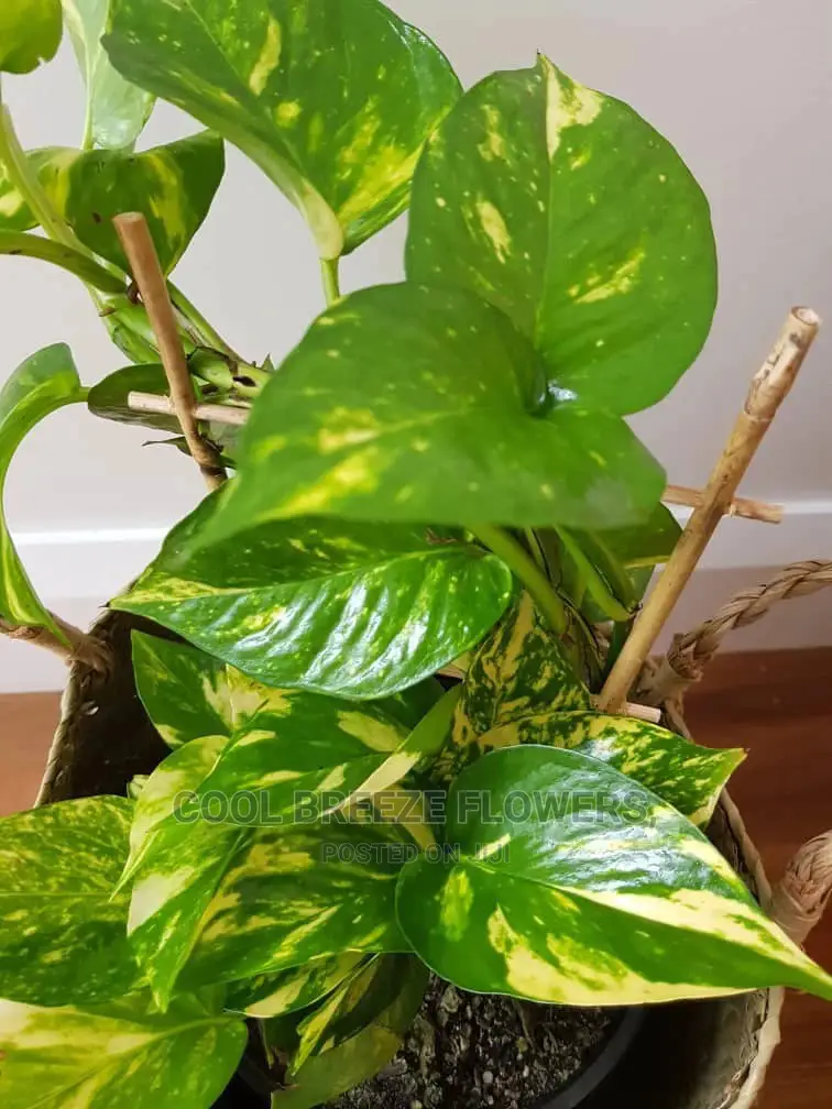 Airpurifying Flowers