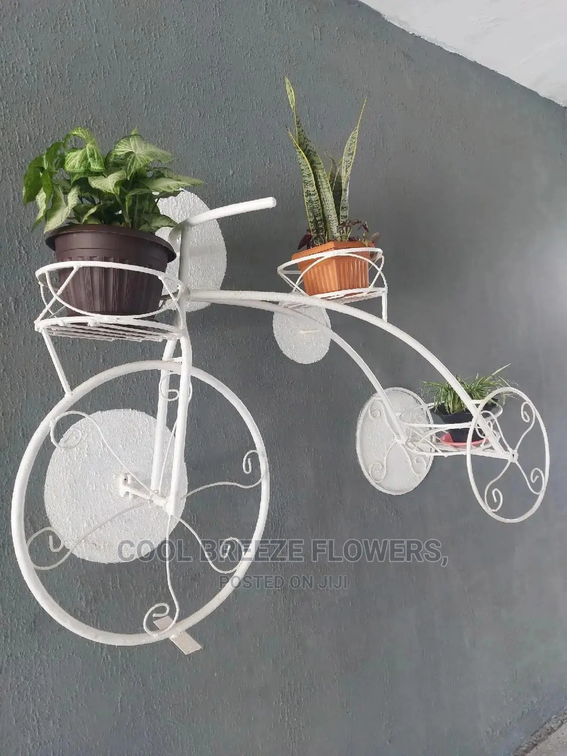 Airpurifying Flowers
