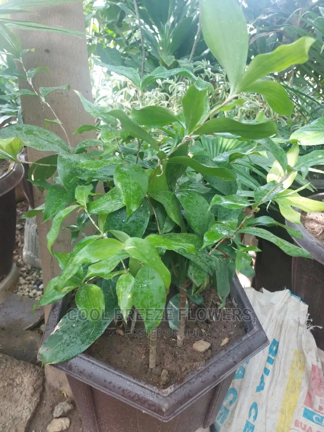 Airpurifying Flowers
