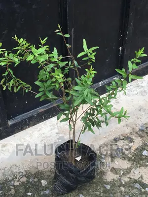 Hybrid Pomegranate Seedlings