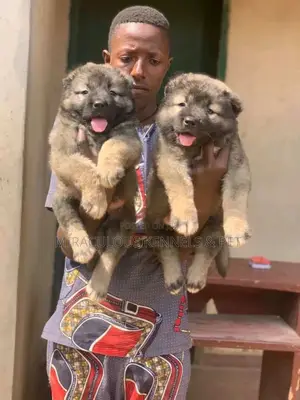 1-3 months Female Purebred Caucasian Shepherd