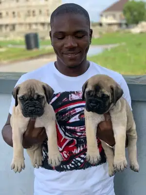 1-3 months Female Purebred Bullmastiff