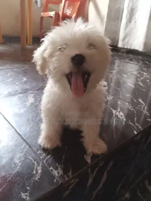 1-3 months Male Purebred Lhasa Apso
