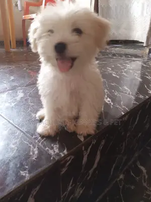 1-3 months Female Purebred Lhasa Apso